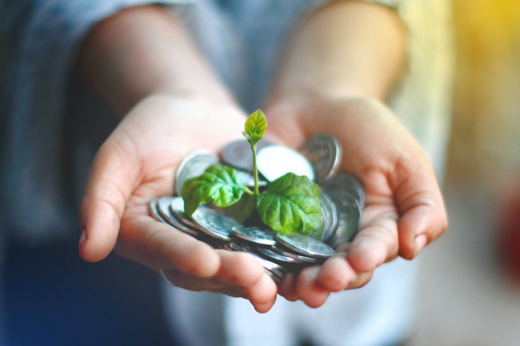 person holding green and white flower