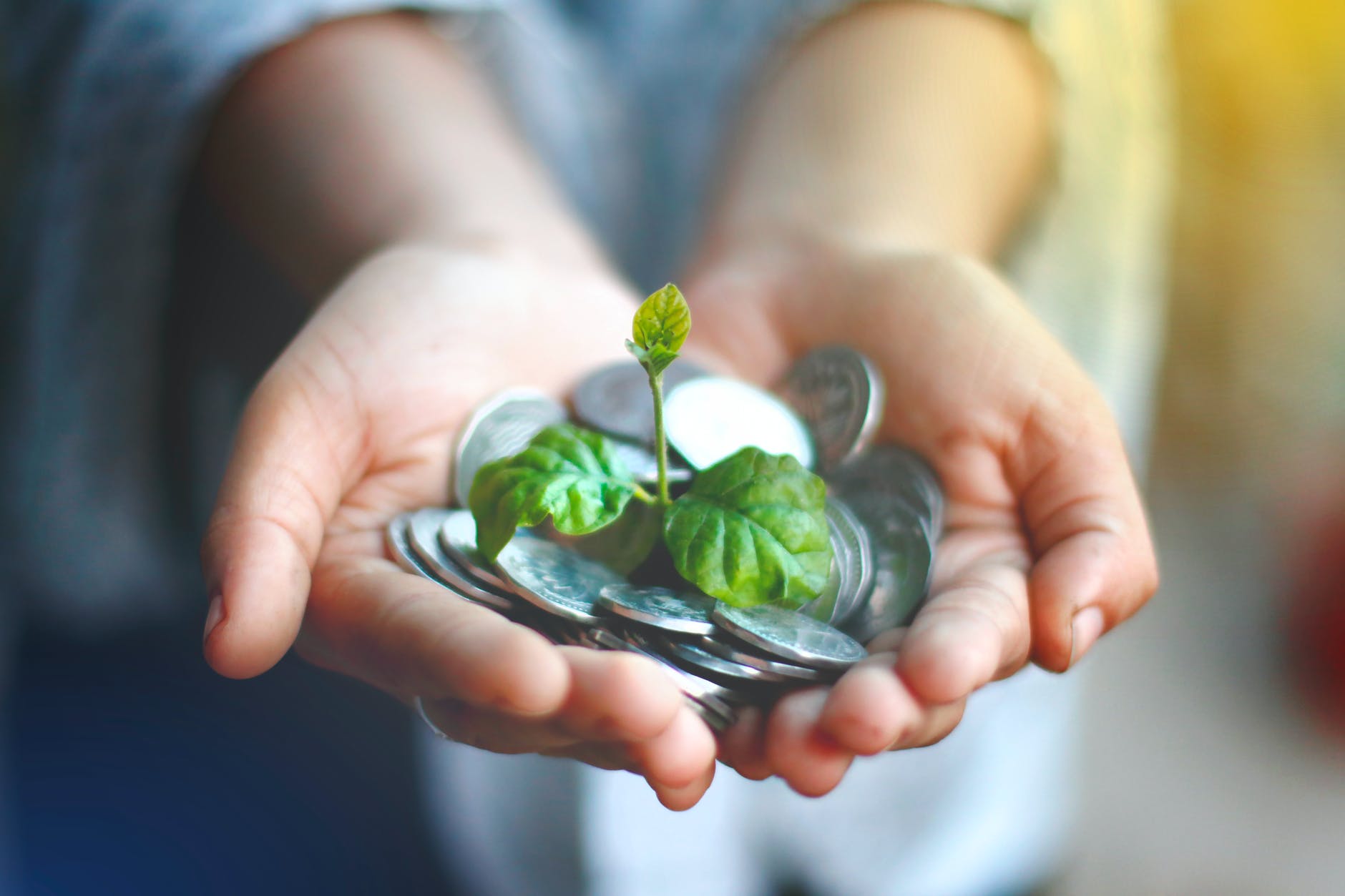 person holding green and white flower